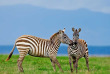Kenya - Lake Nakuru © Shutterstock, travel stock