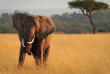 Kenya - Masai Mara © Shutterstock, amy nichole harris