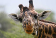 Kenya - Masai Mara ©Shutterstock, adalbert dragon