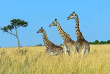 Kenya - Masai Mara © Shutterstock, eduard kyslynskyy