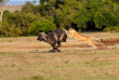 Kenya - Masai Mara ©Shutterstock, maggy meyer