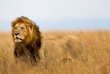 Kenya - Masai Mara © Shutterstock, maggy meyer