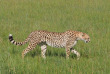 Kenya - Masai Mara - Naboisho Conservancy - Basecamp Eagle View