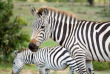 Kenya - Masai Mara - Naboisho Conservancy - Basecamp Eagle View