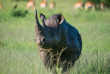 Kenya - Masai Mara © Shutterstock, africawildlife