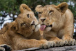 Kenya - Masai Mara © Shutterstock, gudkov andrey