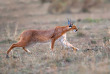 Kenya - Masai Mara ©Shutterstock, maggy meyer