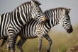 Kenya - Masai Mara © Shutterstock, iv nikolny