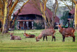 Kenya - Naivasha Sopa Lodge