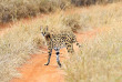 Kenya - Tsavo ©Shutterstock, eduard kyslynskyy