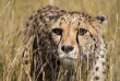 Namibie - Guepard - ©Bobby Bradley