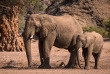 Namibie - Damaraland - Elephants ©Shutterstock, Janelle Lugge