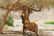 Namibie - Damaraland - Khowarib Lodge