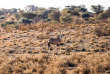 Namibie - Désert du Kalahari - Excursion dans la réserve du Kalahari Anib Lodge