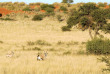 Namibie - Désert du Kalahari - Excursion dans la réserve du Kalahari Anib Lodge