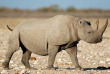 Namibie - Parc national d'Etosha, Rhinoceros noir ©Shutterstock, Ecoprint