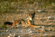 Namibie - Parc national d'Etosha - Namibia Tourism Board