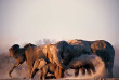 Namibie - Parc national d'Etosha - Ongava tented Camp