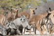 Namibie - Parc national d'Etosha - Ongava tented Camp