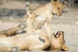 Namibie - Parc national d'Etosha - Ongava tented Camp