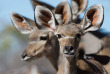 Namibie - Parc national d'Etosha - Ongava tented Camp