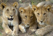 Namibie - Parc national d'Etosha - Ongava tented Camp