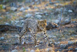 Namibie - Parc national d'Etosha - Ongava tented Camp