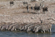 Namibie - Parc national d'Etosha ©Ute Von Ludwiger