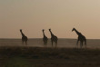 Namibie - Parc national d'Etosha ©Ute Von Ludwiger
