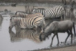 Namibie - Parc national d'Etosha ©Ute Von Ludwiger
