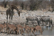 Namibie - Parc national d'Etosha ©Ute Von Ludwiger