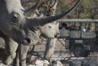 Namibie - Etosha - Ongava Lodge