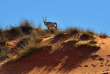 Namibie - Kalahari ©©Shutterstock, Oleg Znamenskiy