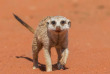 Namibie - Kalahari ©Shutterstock, Luca Nichetti