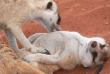 Namibie - Kalahari ©Ute Von Ludwiger