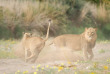 Namibie - Kaokoland - Hoanib Valley - Natural Selection - Hoanib Valley Camp