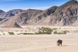 Namibie - Désert du Namib - Éléphants ©Shutterstock, Francesco Dazzi