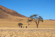 Namibie - Réserve naturelle de Namibrand - Randonnée guidée Tok Tokkie Trails