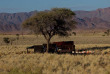 Namibie - Namibrand - Tok Tokkie Trails