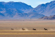 Namibie - Namibrand ©Shutterstock, Feli Lipov