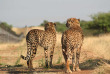 Namibie - Réserve naturelle d'Okonjima - AfriCat Foundation