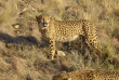 Guépards à Okonjima