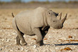 Namibie - Parc national d'Etosha - ©Shutterstock, Ecoprint