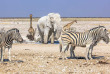 Namibie - Parc National d'Etosha ©Shutterstock, Benny Marty 