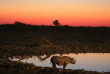 Namibie - Parc national d'Etosha - Rhinocéros ©Shutterstock, Benny Marty