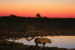 Namibie - Parc national d'Etosha ©Shutterstock, Eric Valenne