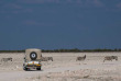 Namibie - Parc national d'Etosha - Safari au départ du Etosha Safari Camp