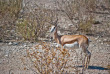 Namibie - Parc national d'Etosha - Safari au départ du Etosha Safari Camp