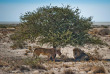 Namibie - Parc national d'Etosha - Safari au départ du Etosha Safari Camp