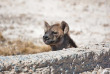 Namibie - Parc National d'Etosha, Safari au Etosha Safari Camp ©Gondwana Collection